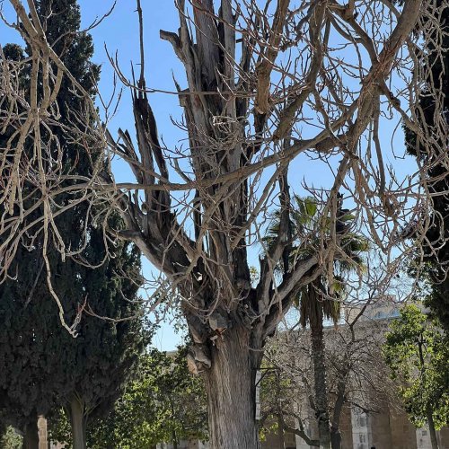 Diseased trees near al-Aqsa Mosque, Jerusalem, May 6, 2024