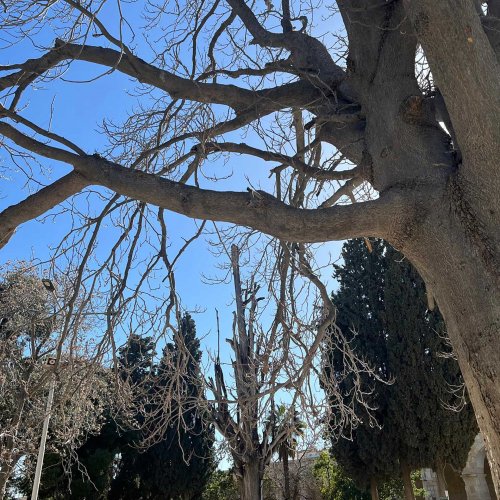Diseased trees near al-Aqsa Mosque, Jerusalem, May 6, 2024
