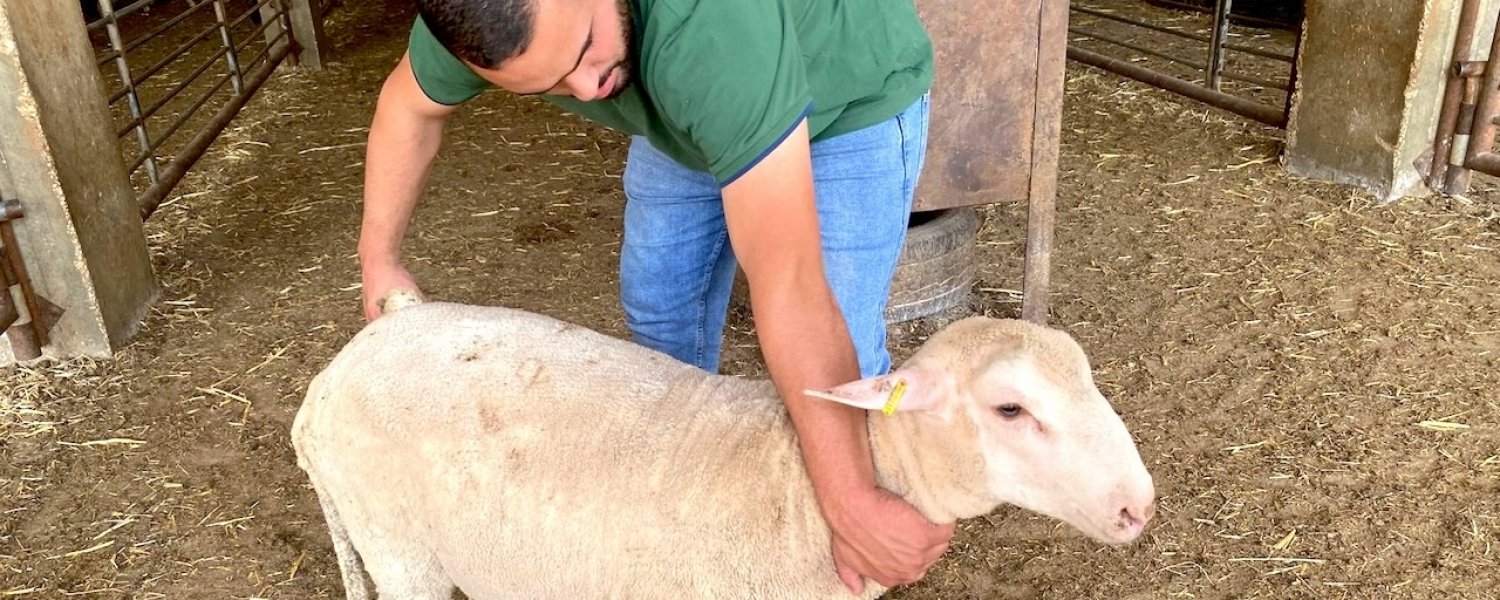 Selecting a sheep to slaughter to fulfill Eid al-Adha requirements