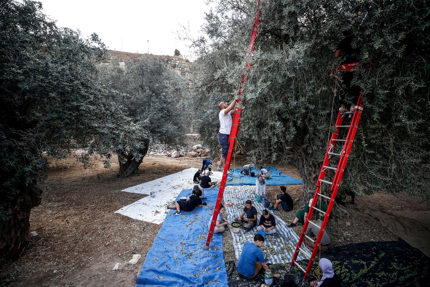 The Samrin family of Silwan, Jerusalem, harvests their olives, October 2024.