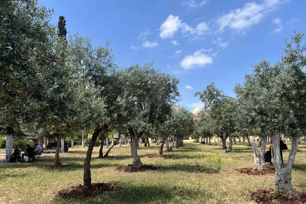 Olive trees on the grounds of al-Aqsa Mosque; their oil is distributed to the needy and used to light mosque lanterns, May 6, 2024.