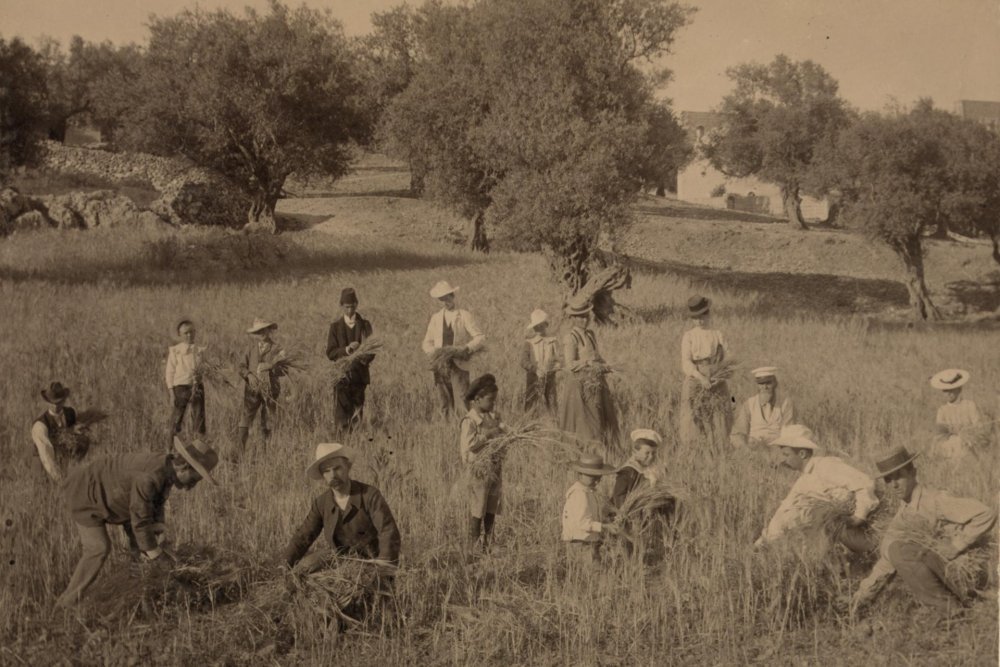 Children assist with the harvest, 1904