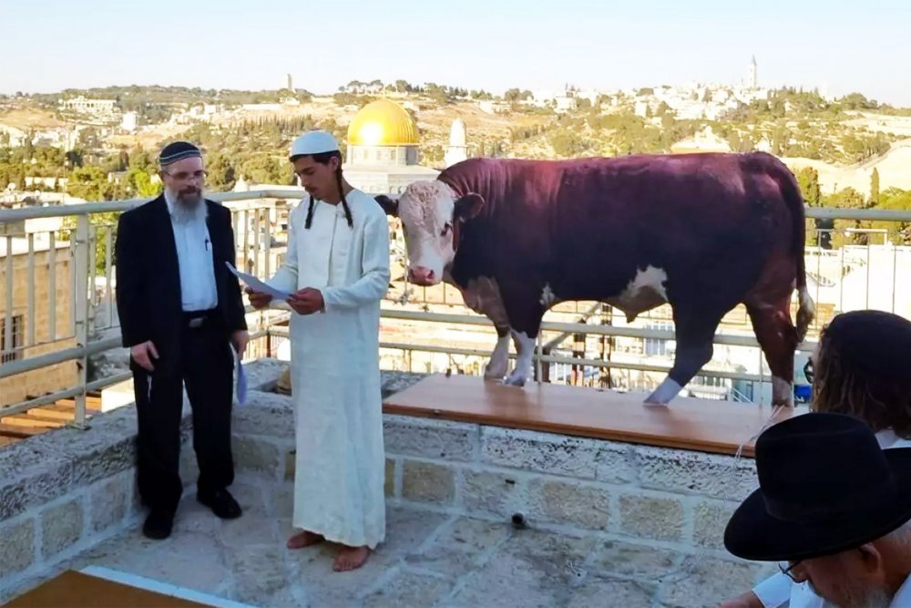 Extremist Israelis practice red heifer ritual with cutout of cow in front of al-Aqsa Mosque.