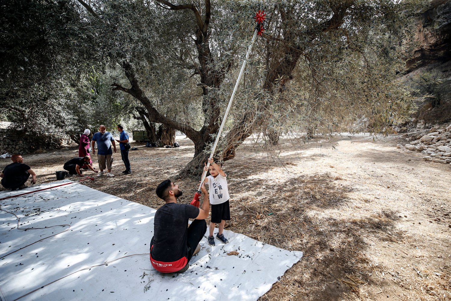 The Samrin family of Silwan harvests their olive trees, October 18, 2024.