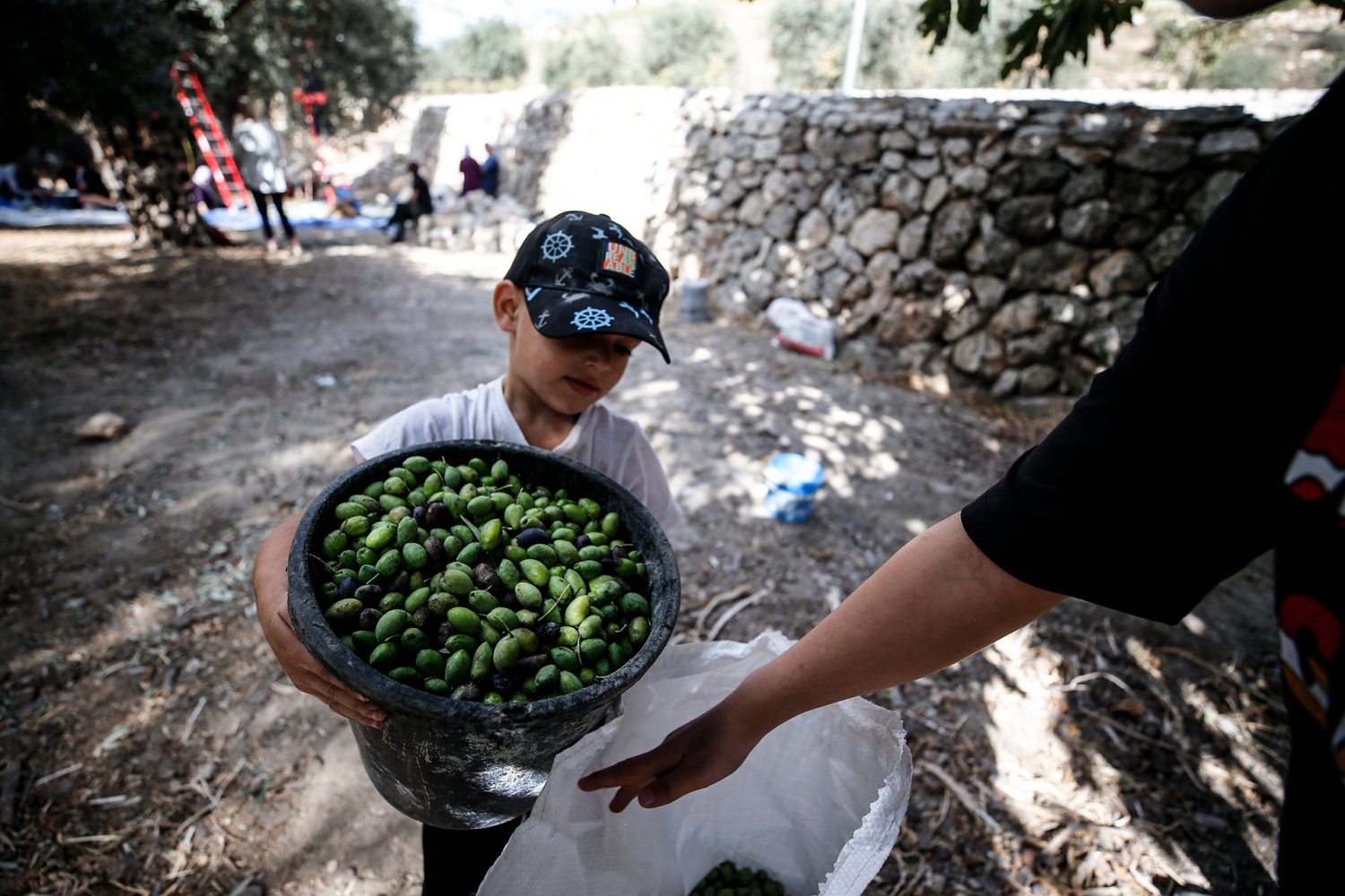 The Samrin family of Silwan harvests their olive trees, October 18, 2024.