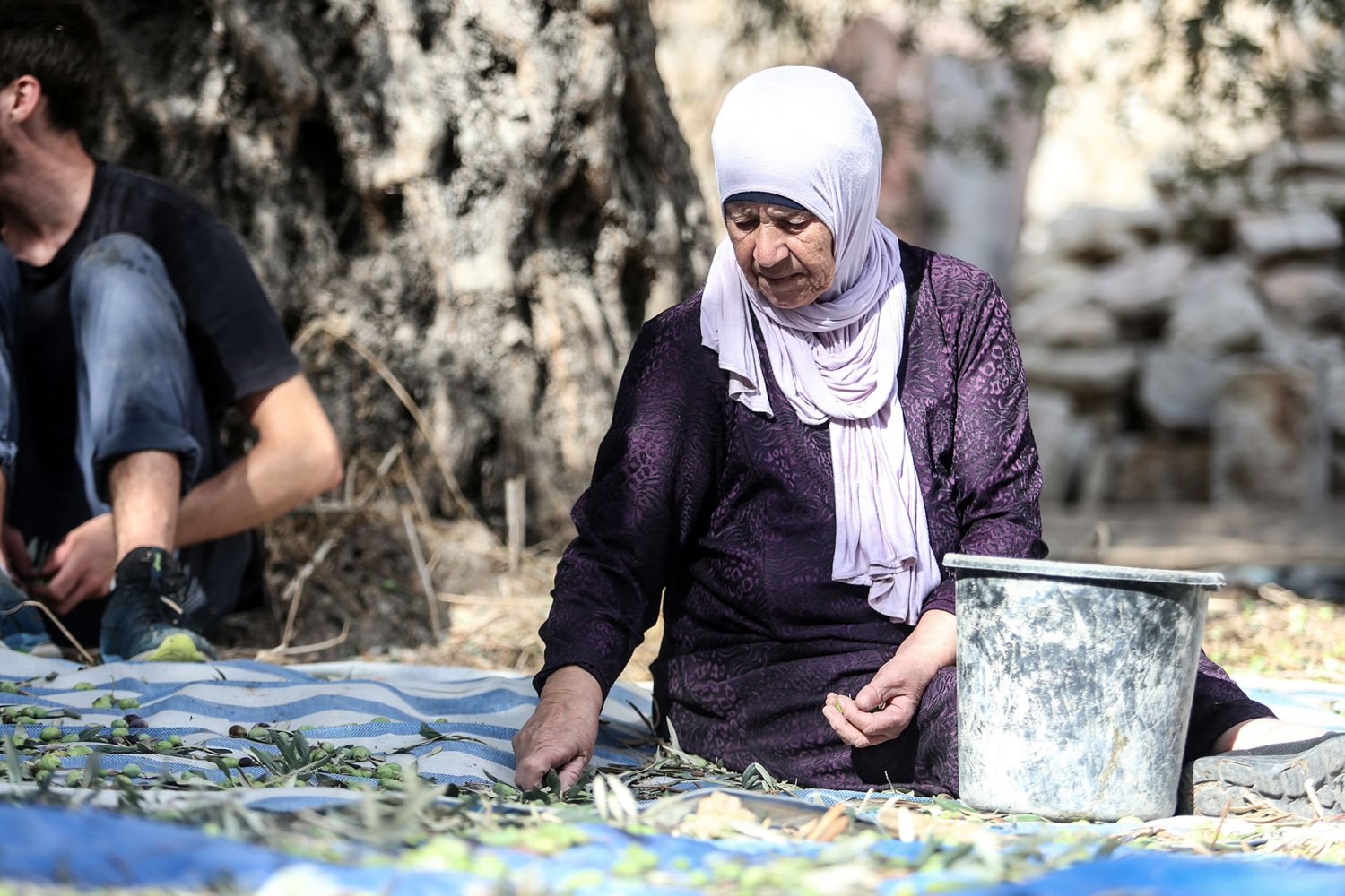 The Samrin family of Silwan harvests their olive trees, October 18, 2024.