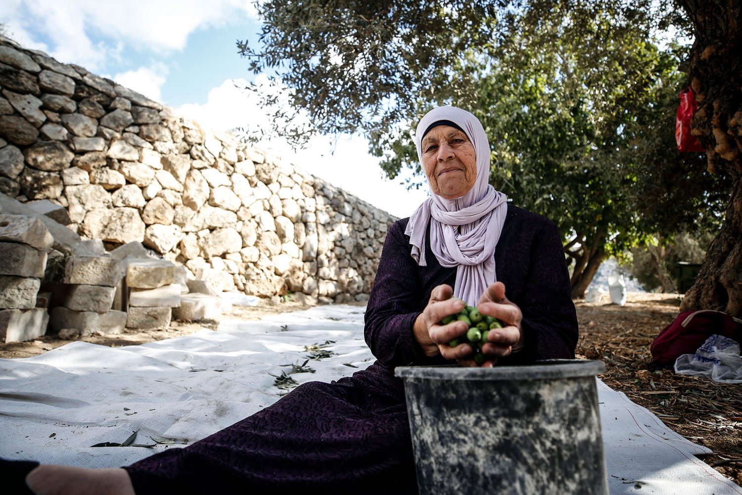 The Samrin family of Silwan harvests their olive trees, October 18, 2024